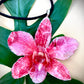 Pendant + rope necklace made from real flowers, red tone