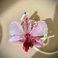 Pendant + rope necklace made from real orchids