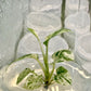 Epipremnum Pinnatum Mable Variegated Tissue Culture Plants 1 PCS