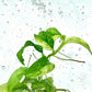 Rhaphidophora puberula Variegated Tissue Culture Plants 1 PCS