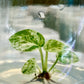 Epipremnum Pinnatum Mable Variegated Tissue Culture Plants 1 PCS