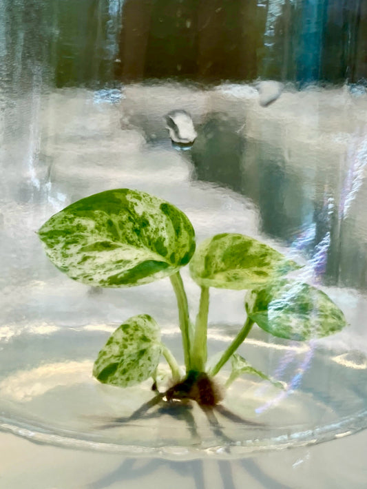 Epipremnum Pinnatum Mable Variegated Tissue Culture Plants 1 PCS