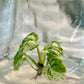 Epipremnum Pinnatum Mable Variegated Tissue Culture Plants 1 PCS