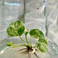 Epipremnum Pinnatum Mable Variegated Tissue Culture Plants 1 PCS