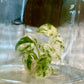 Epipremnum Pinnatum Mable Variegated Tissue Culture Plants 1 PCS