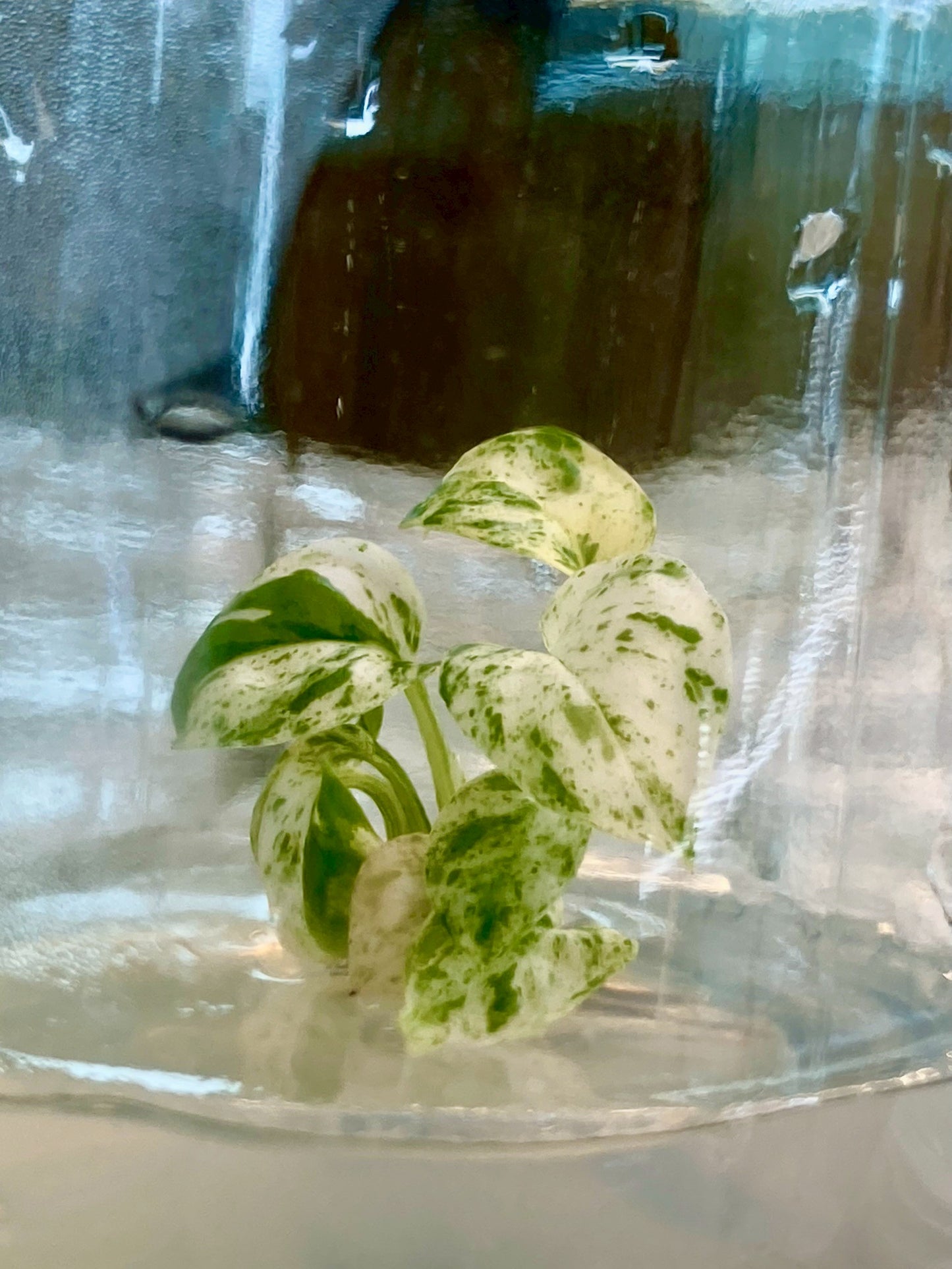 Epipremnum Pinnatum Mable Variegated Tissue Culture Plants 1 PCS