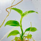 Rhaphidophora puberula Variegated Tissue Culture Plants 1 PCS