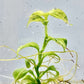 Rhaphidophora puberula Variegated Tissue Culture Plants 1 PCS