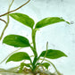 Rhaphidophora puberula Variegated Tissue Culture Plants 1 PCS
