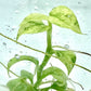 Rhaphidophora puberula Variegated Tissue Culture Plants 1 PCS