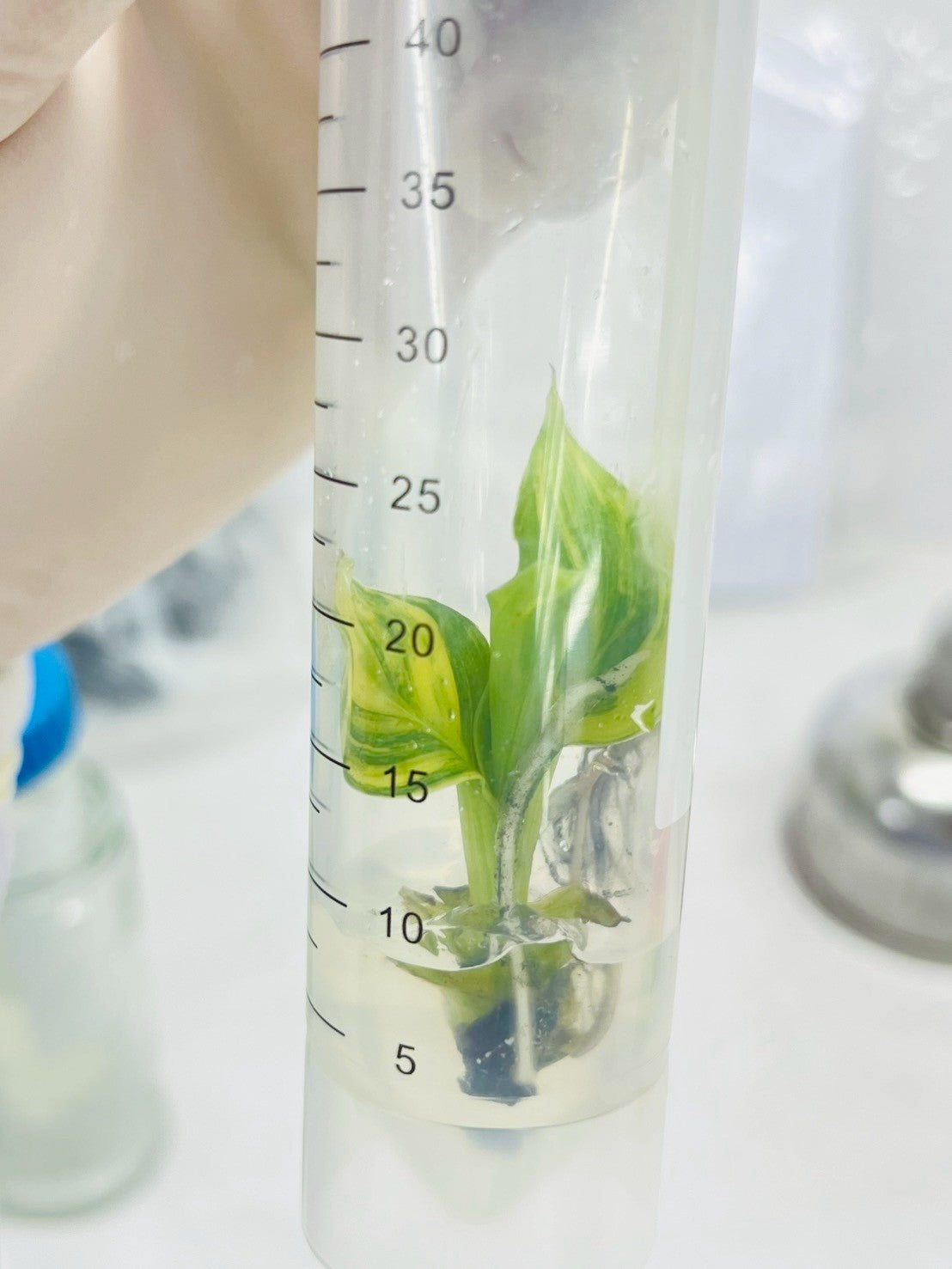 Musa Dwarf Cavendish Variegata Tissue Culture plant 1 PCS.