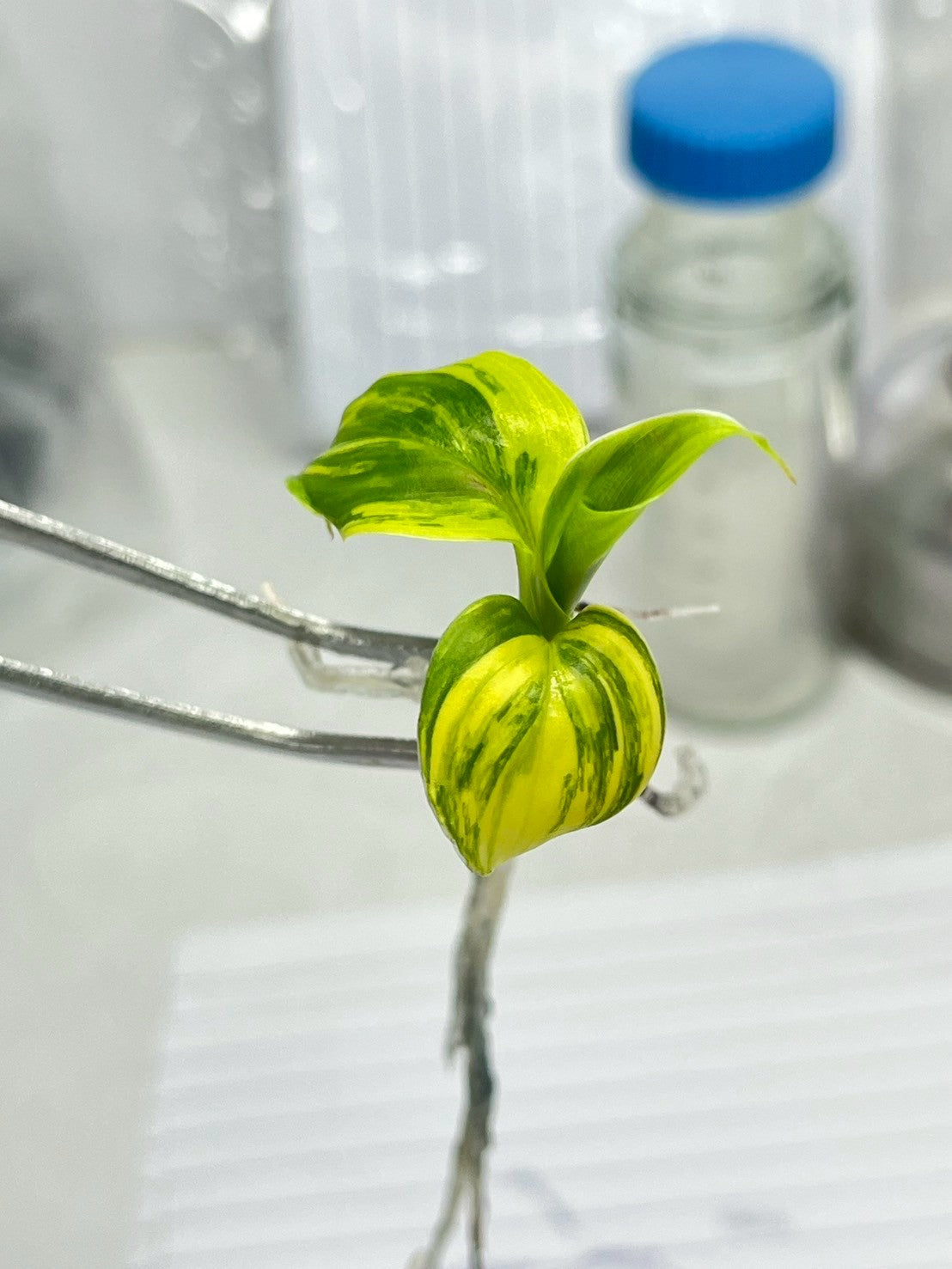 Musa Dwarf Cavendish Variegata Tissue Culture plant 1 PCS.