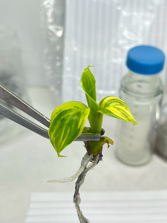 Musa Dwarf Cavendish Variegata Tissue Culture plant 1 PCS.