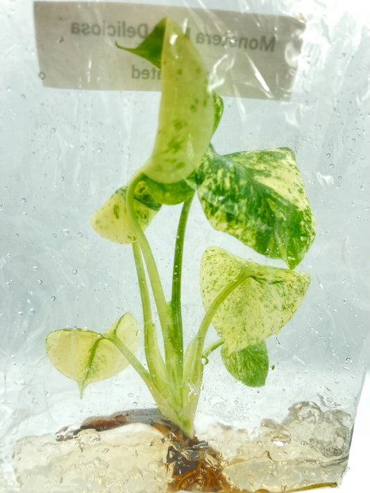 Monstera Mint Deliciosa Tissue Culture Plant 1 PCS.