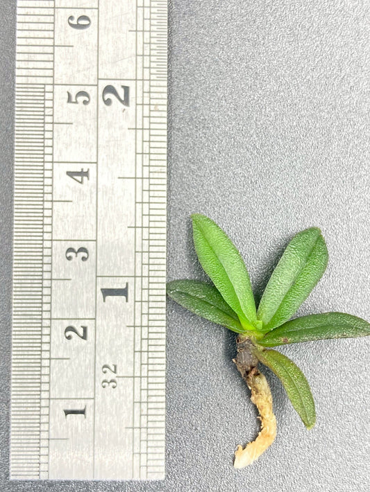 Schoenorchis Fragrans (Plant) 1 PCS mini orchid