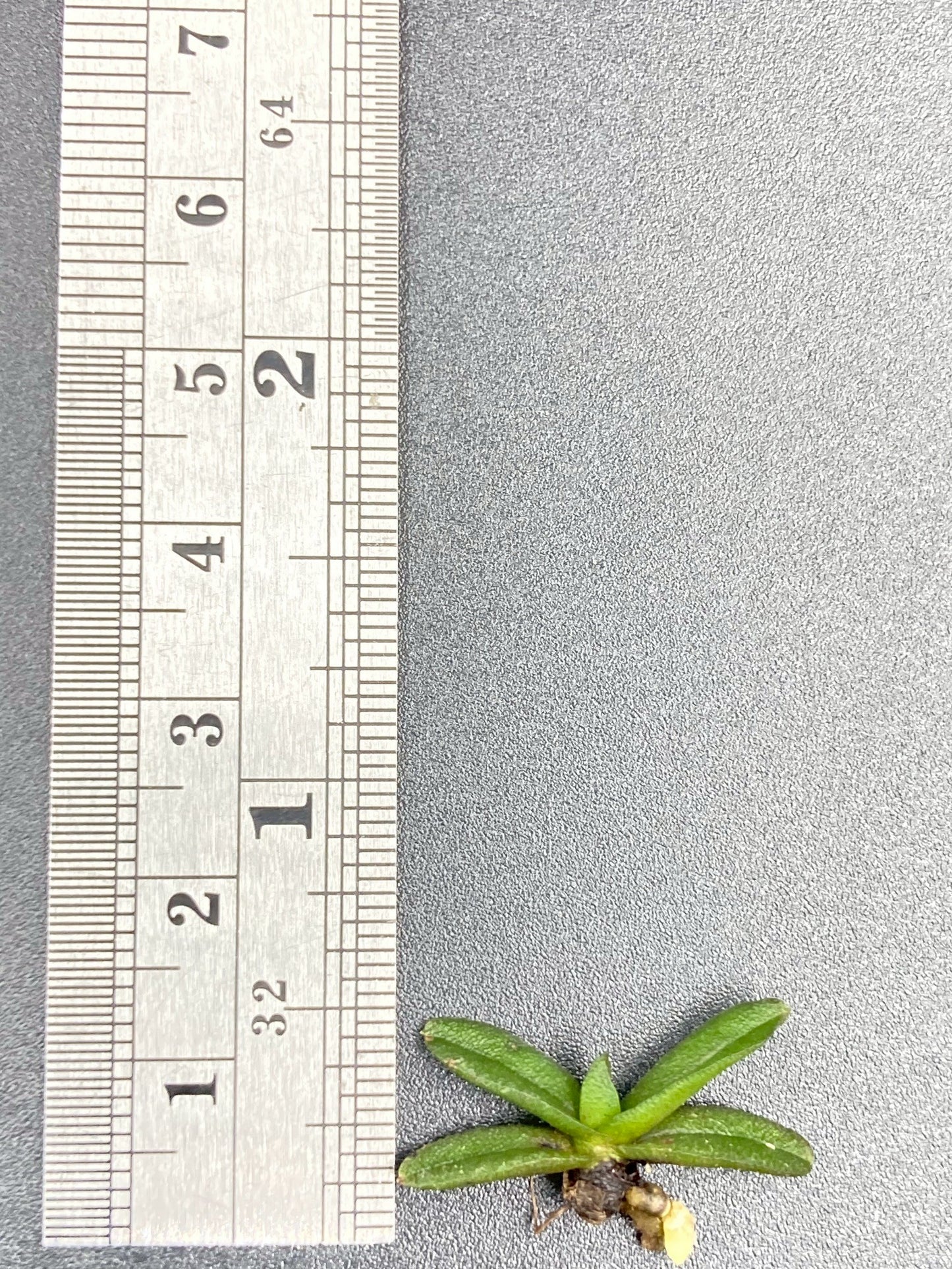 Schoenorchis Fragrans (Plant) 1 PCS mini orchid