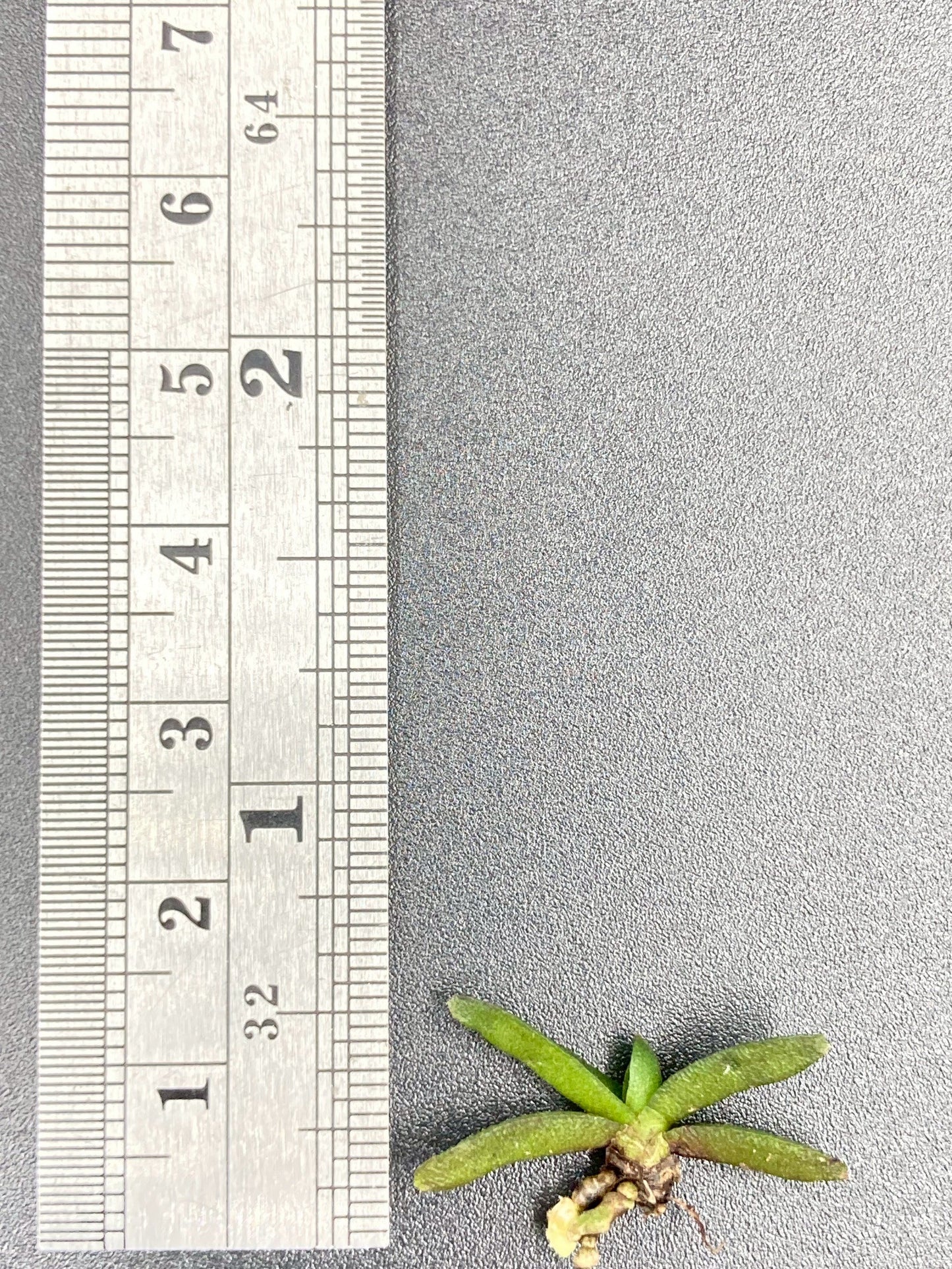 Schoenorchis Fragrans (Plant) 1 PCS mini orchid