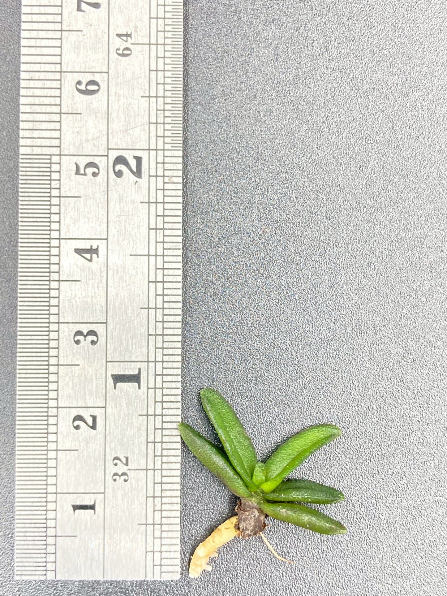 Schoenorchis Fragrans (Plant) 1 PCS mini orchid