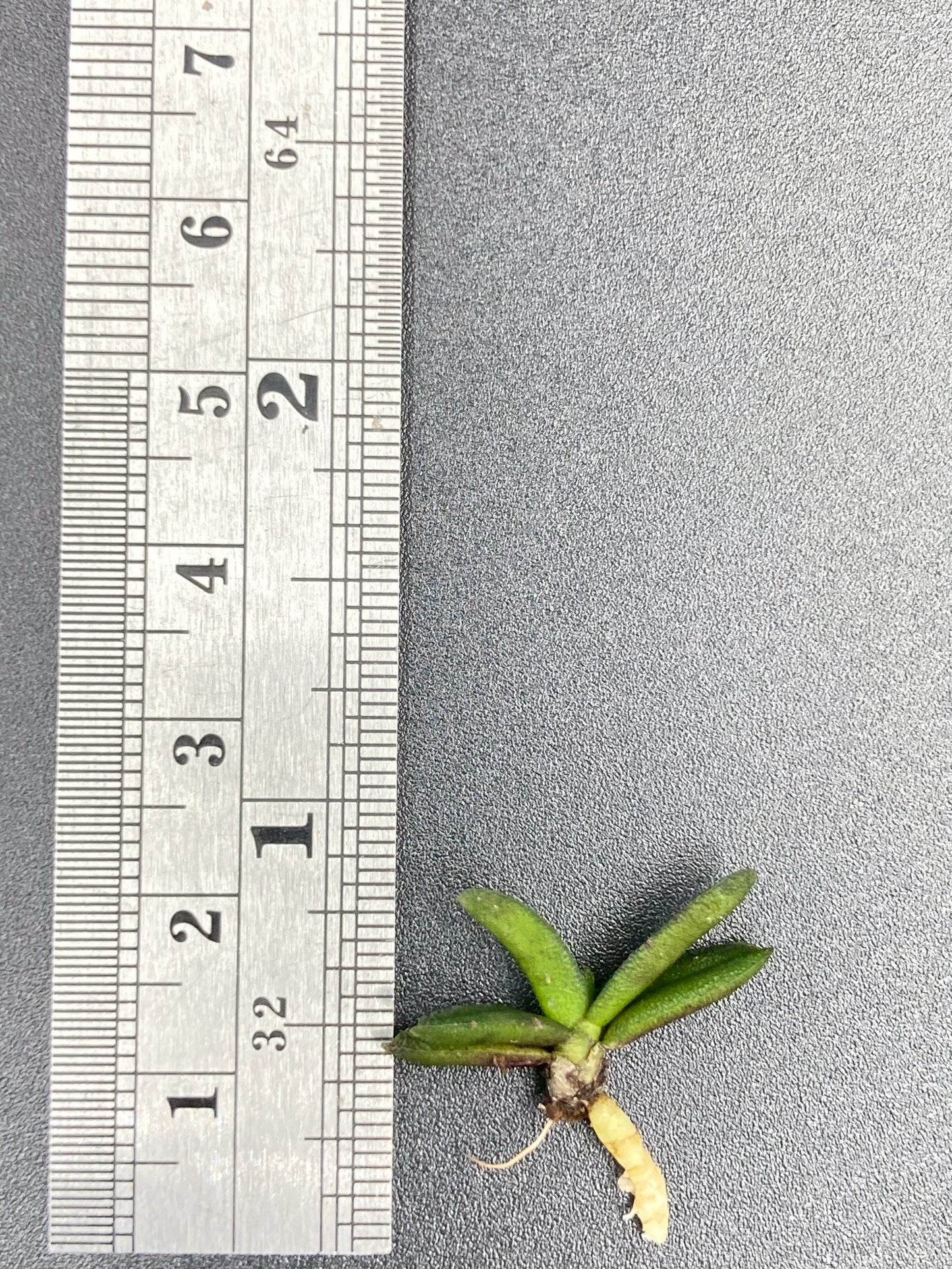 Schoenorchis Fragrans (Plant) 1 PCS mini orchid