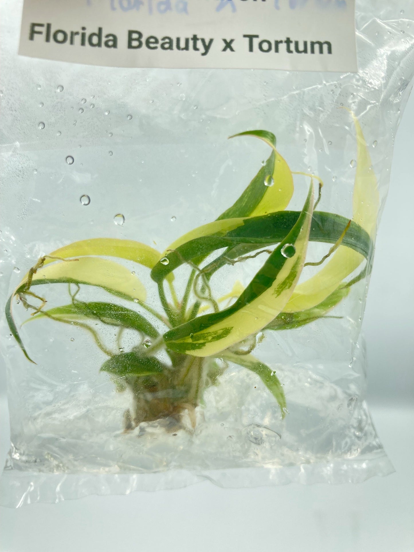 Philodendron Florida Beauty x Tortum Variegated Tissue Culture Plant 1 PCS.