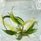 Philodendron Florida Beauty x Tortum Variegated Tissue Culture Plant 1 PCS.