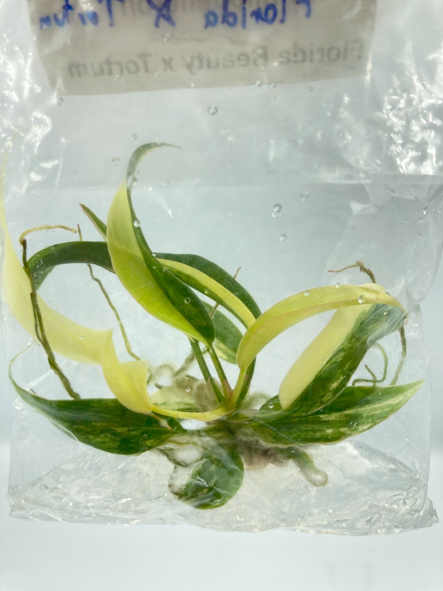 Philodendron Florida Beauty x Tortum Variegated Tissue Culture Plant 1 PCS.