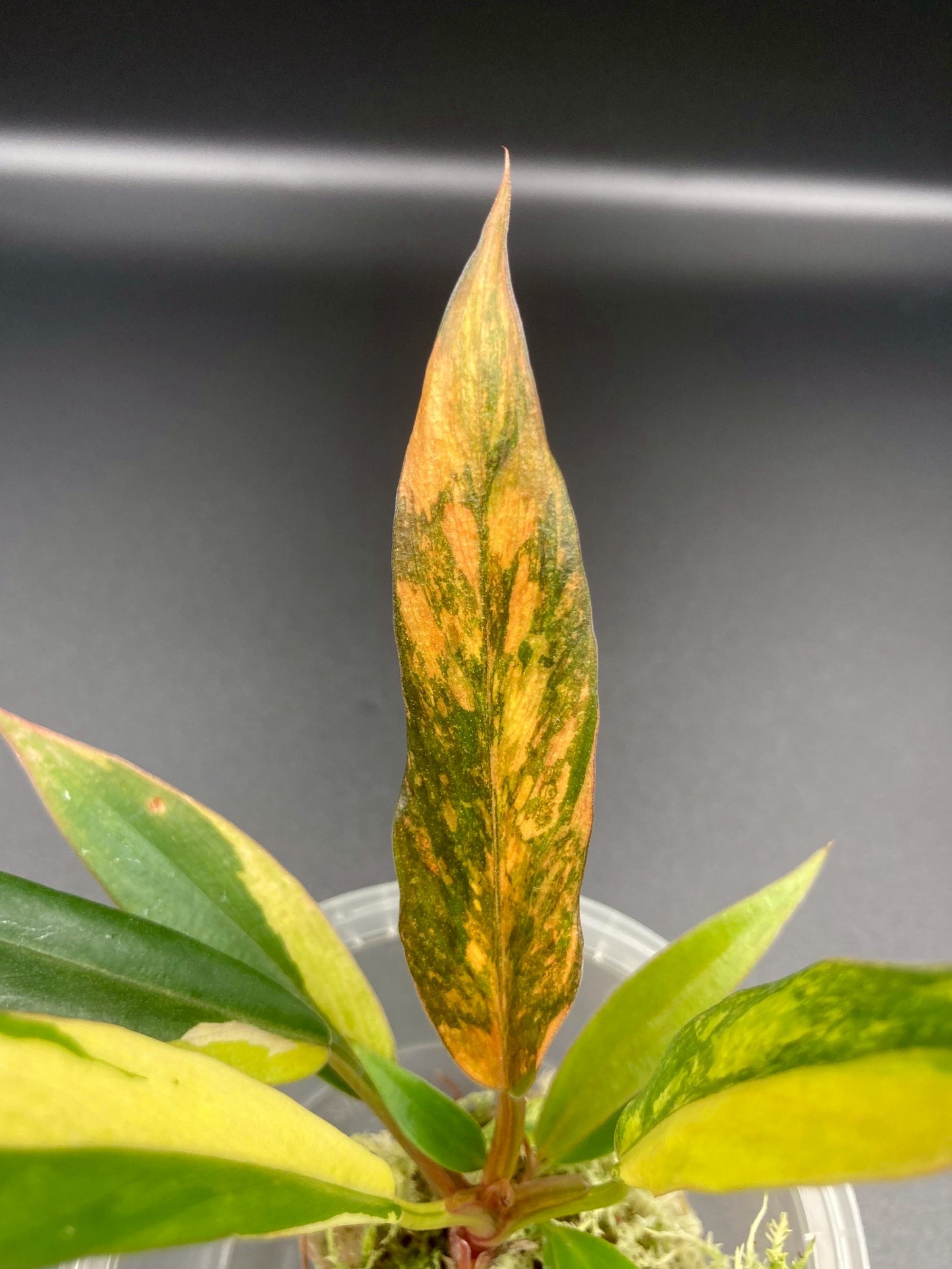 Philodendron Caramel Marble Fire Tiger Variegated Tissue Culture Plants 1 PCS