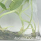 Alocasia Longiloba Tissue Culture 10 PCS.