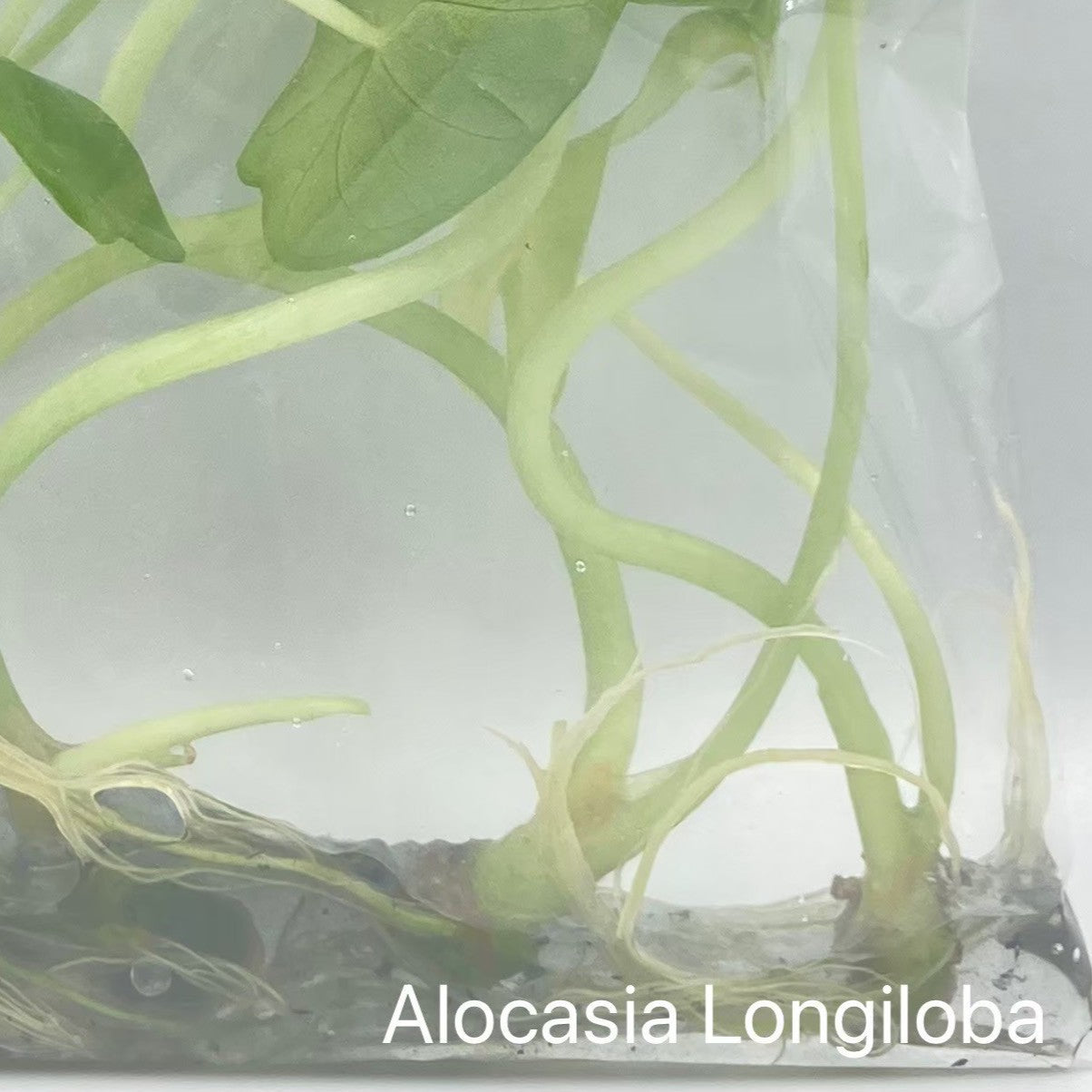 Alocasia Longiloba Tissue Culture 10 PCS.