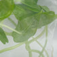 Alocasia Longiloba Tissue Culture 10 PCS.