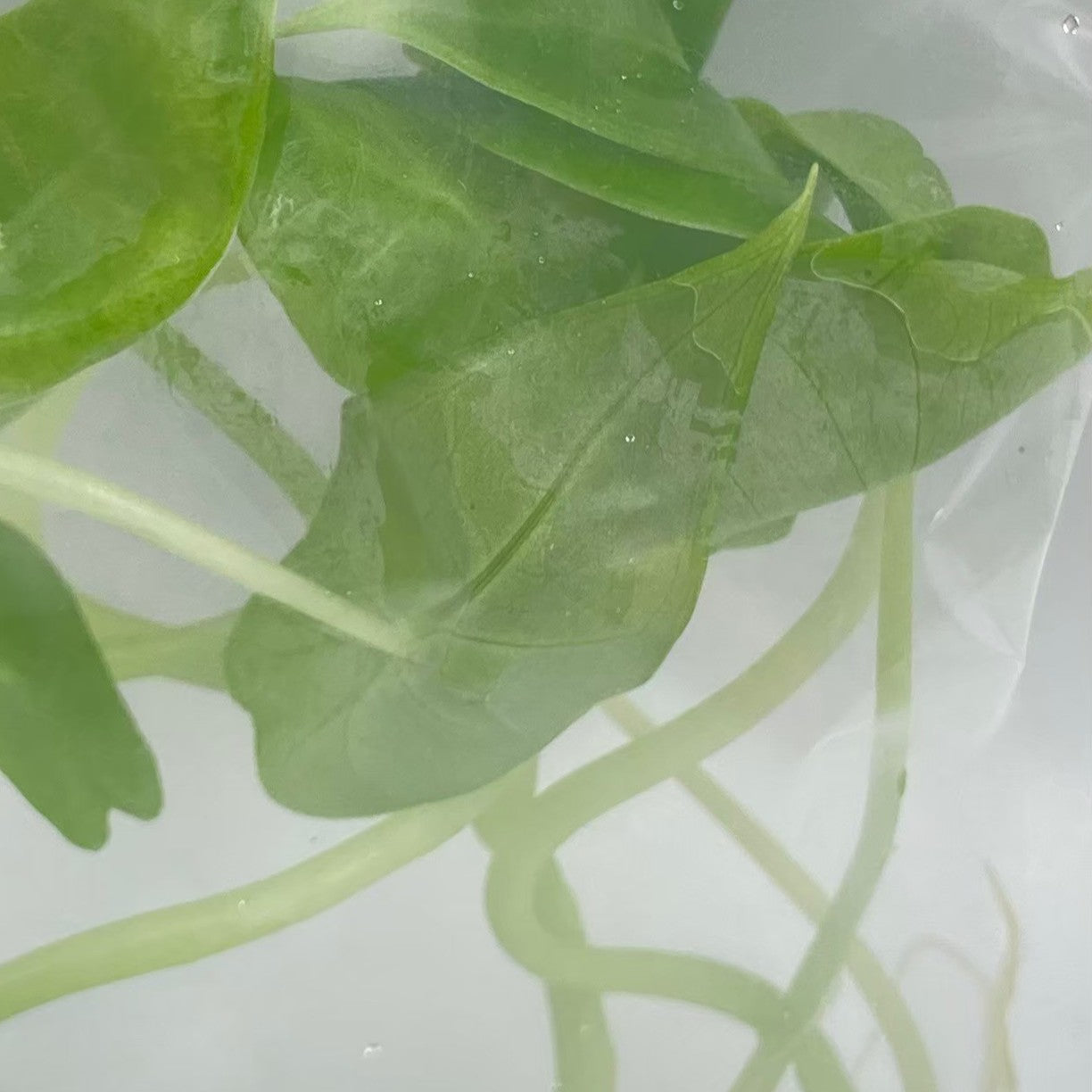 Alocasia Longiloba Tissue Culture 10 PCS.