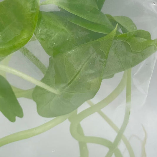 Alocasia Longiloba Tissue Culture 10 PCS.