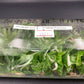 [SALE !!!] Bottle 40 plants Tissue Culture [Aglaonema Alocasia Anthurium Monstera Musa Philodendron]