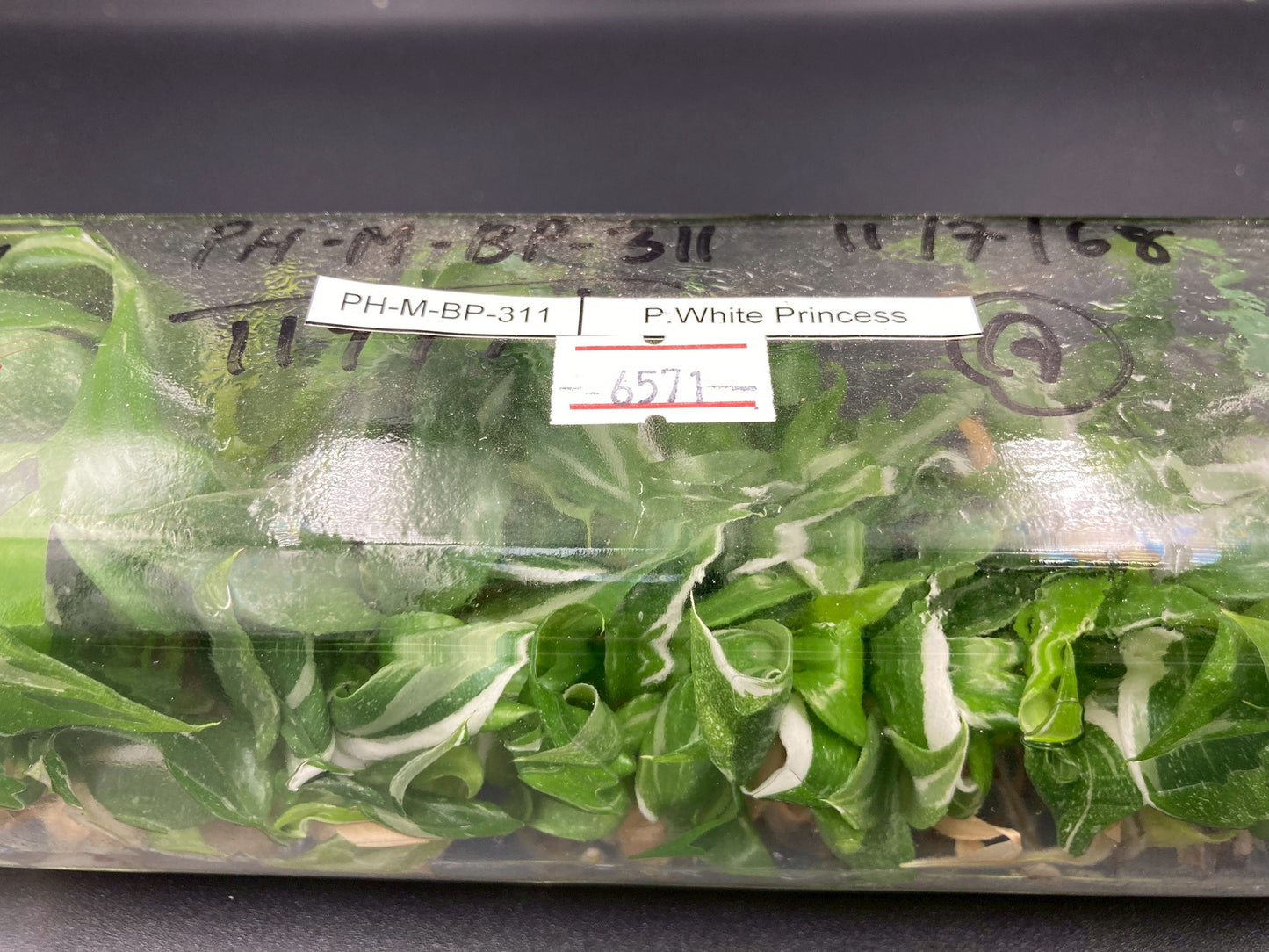 [SALE !!!] Bottle 40 plants Tissue Culture [Aglaonema Alocasia Anthurium Monstera Musa Philodendron]
