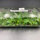 [SALE !!!] Bottle 40 plants Tissue Culture [Aglaonema Alocasia Anthurium Monstera Musa Philodendron]
