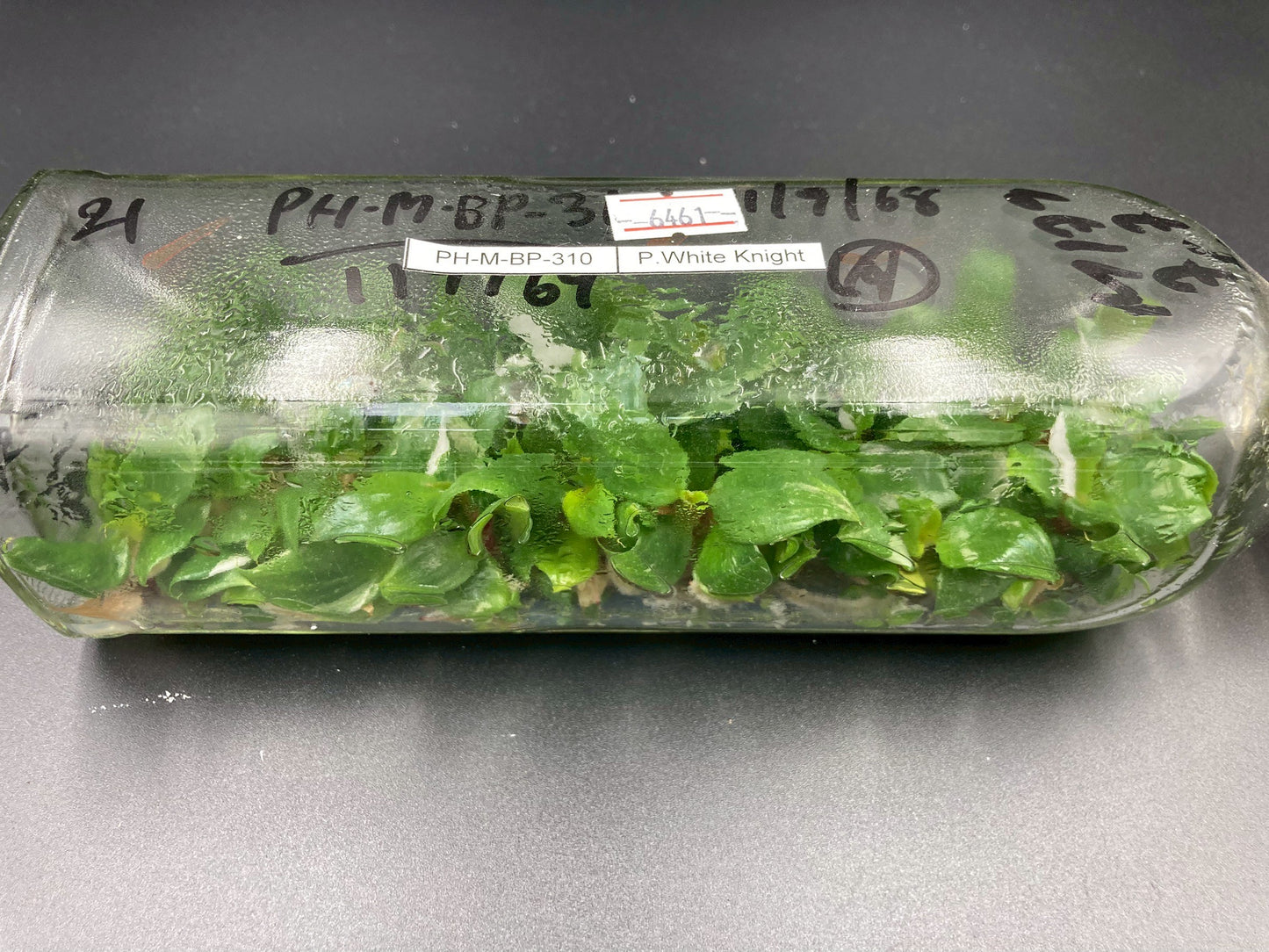 [SALE !!!] Bottle 40 plants Tissue Culture [Aglaonema Alocasia Anthurium Monstera Musa Philodendron]