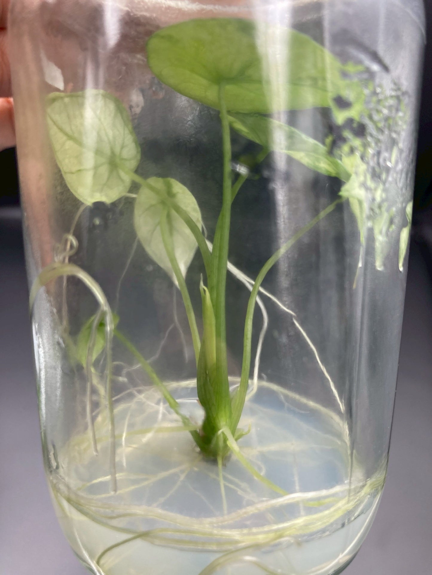 Alocasia Scalprum Aurea Tissue Culture Plants 1 PCS.