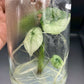 Alocasia Scalprum Aurea Tissue Culture Plants 1 PCS.