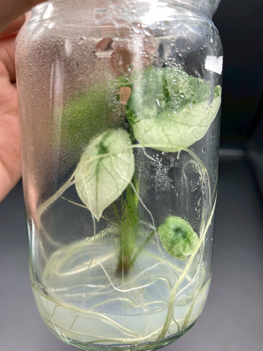 Alocasia Scalprum Aurea Tissue Culture Plants 1 PCS.