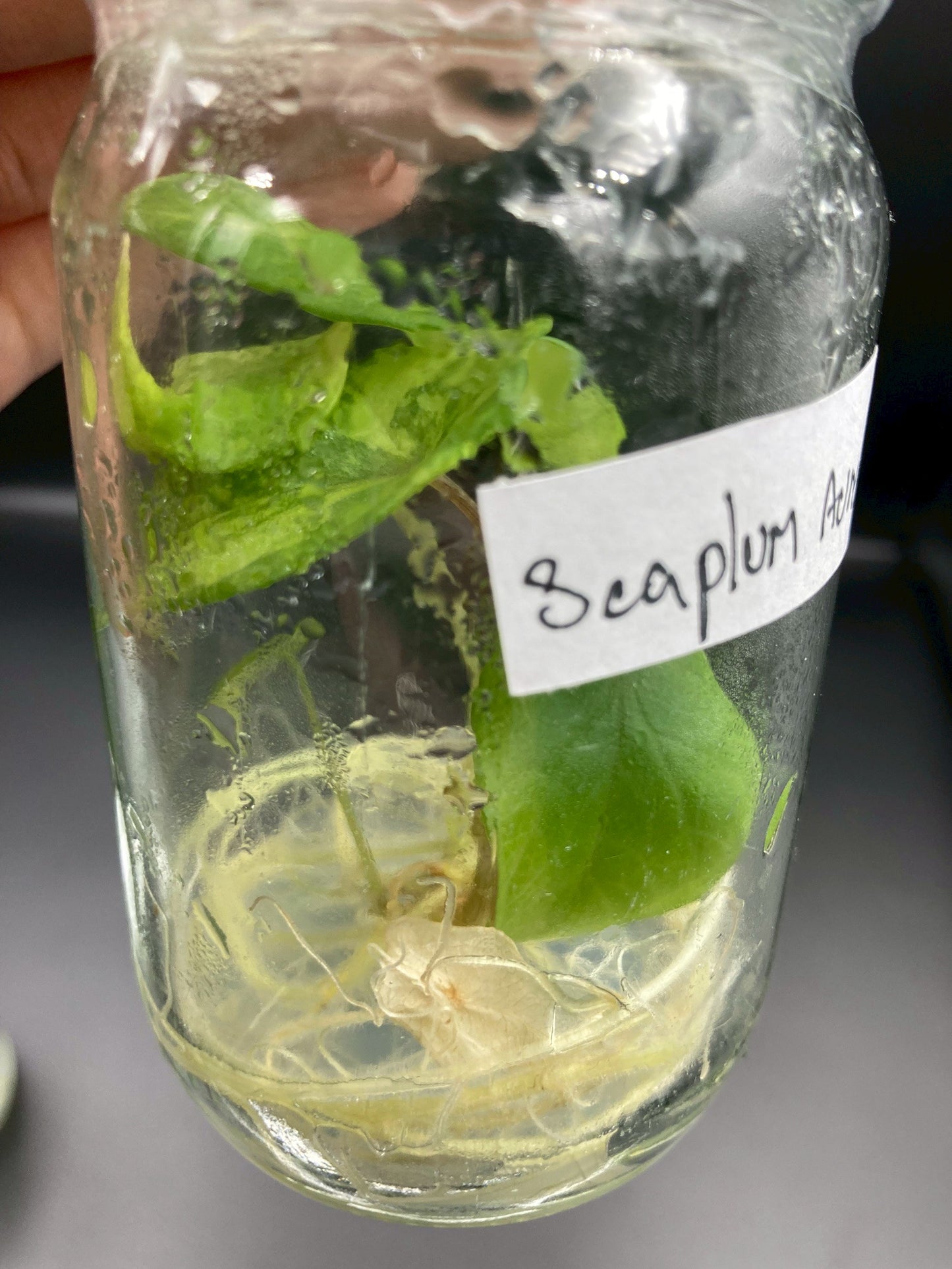 Alocasia Scalprum Aurea Tissue Culture Plants 1 PCS.