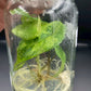 Alocasia Scalprum Aurea Tissue Culture Plants 1 PCS.