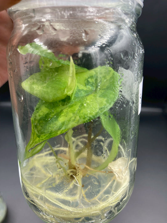Alocasia Scalprum Aurea Tissue Culture Plants 1 PCS.
