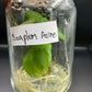 Alocasia Scalprum Aurea Tissue Culture Plants 1 PCS.