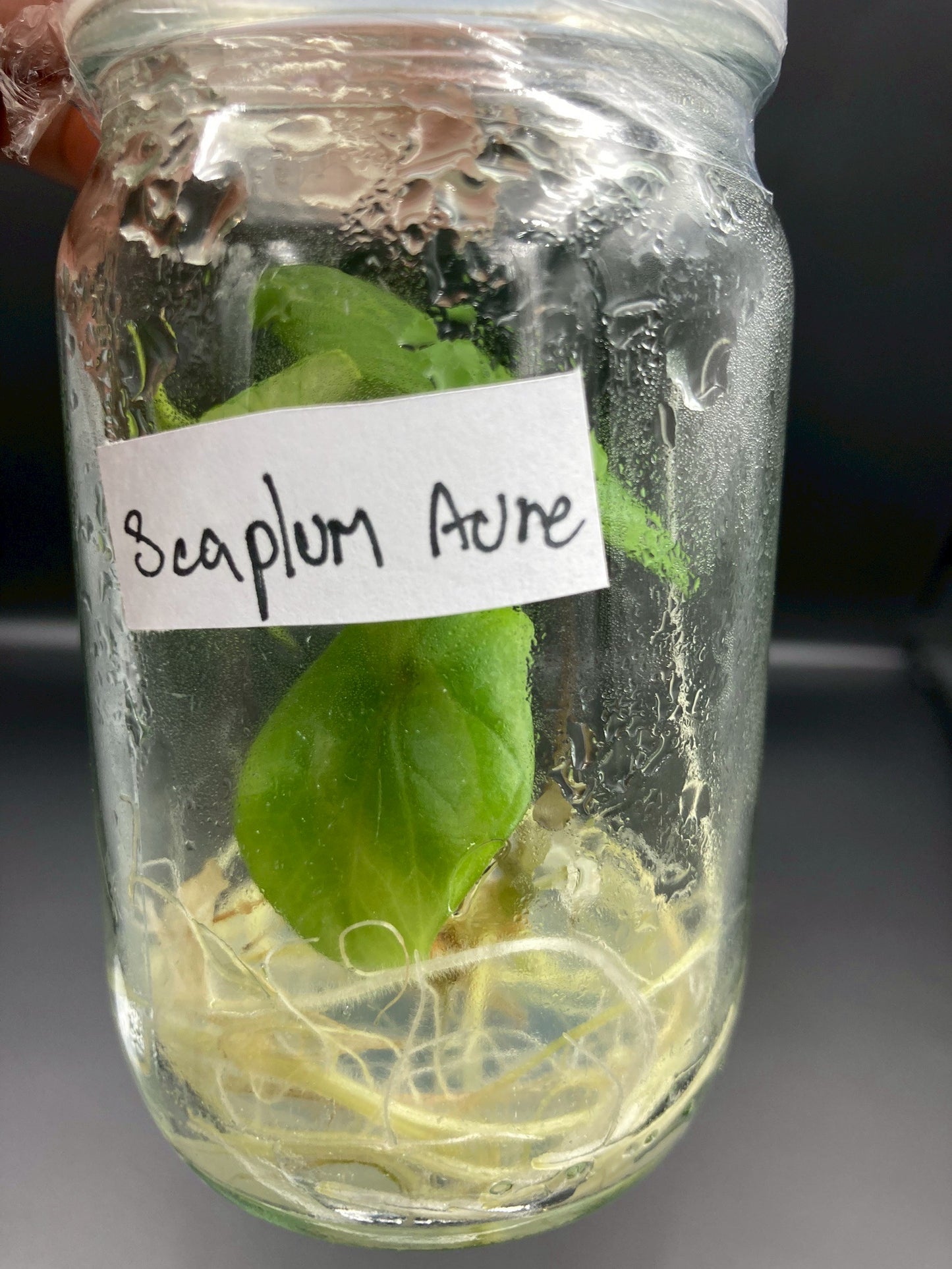 Alocasia Scalprum Aurea Tissue Culture Plants 1 PCS.