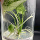 Alocasia Sinuata Variegated Tissue Culture  1 Plant