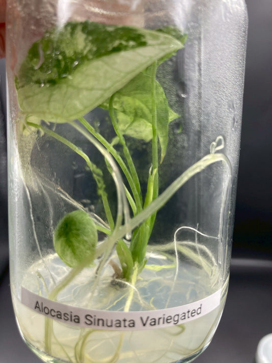 Alocasia Sinuata Variegated Tissue Culture  1 Plant