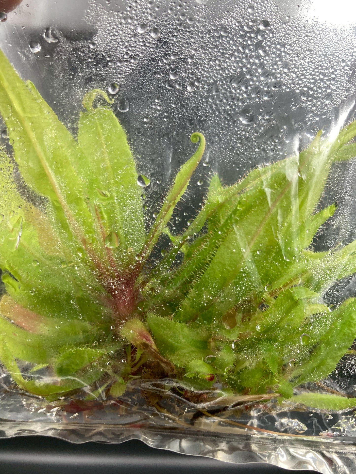 [Valentine's day SALE !!!] Drosera Adelae carnivorous plant TC $1 / 1 Plant
