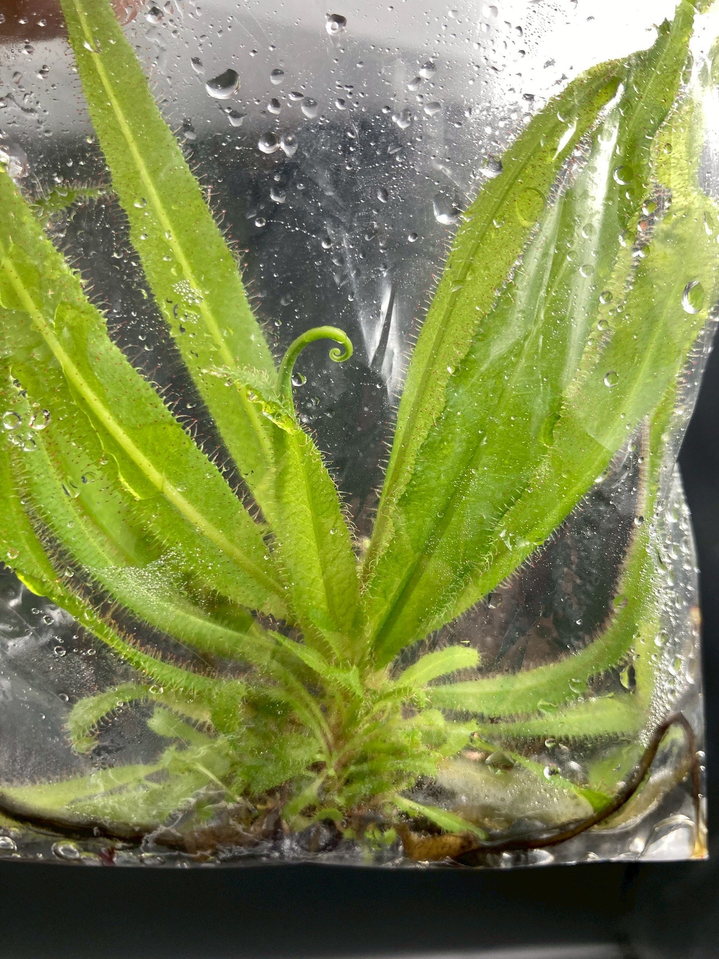 [Valentine's day SALE !!!] Drosera Adelae carnivorous plant TC $1 / 1 Plant