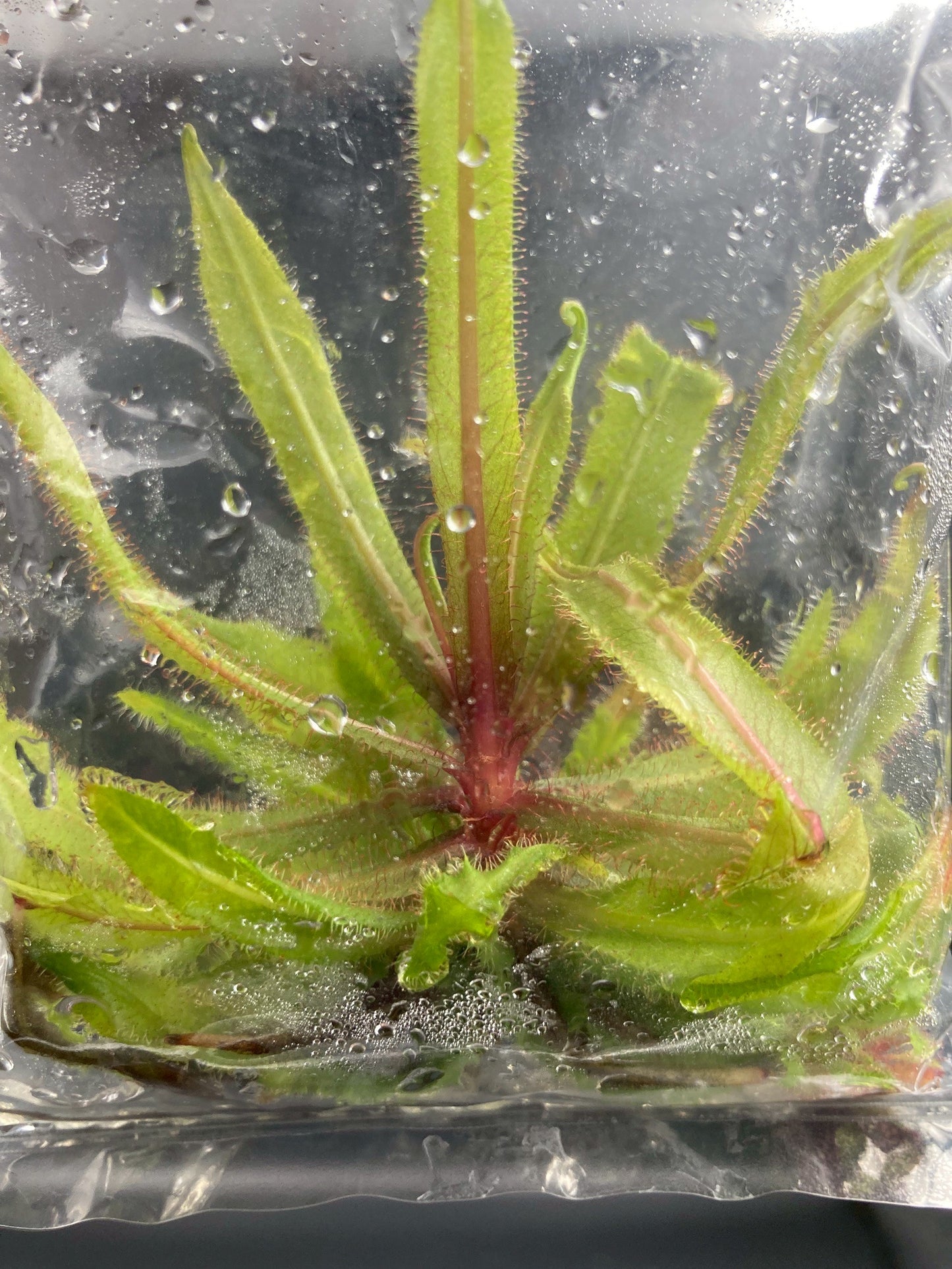 [Valentine's day SALE !!!] Drosera Adelae carnivorous plant TC $1 / 1 Plant