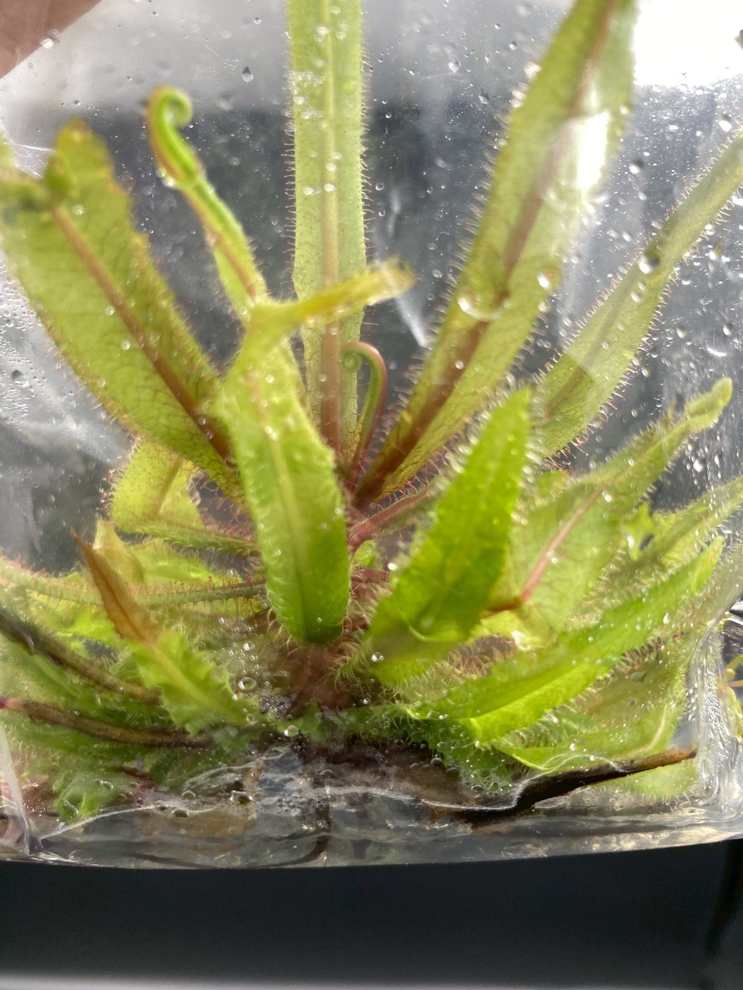 [Valentine's day SALE !!!] Drosera Adelae carnivorous plant TC $1 / 1 Plant